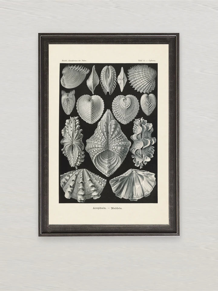 Ernst Haeckel: Art Forms in Nature collection cover