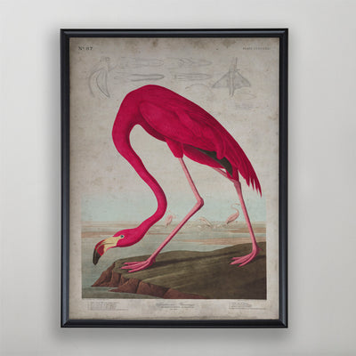 Vintage American Flamingo Audubon Print, Antique Bird Wall Art