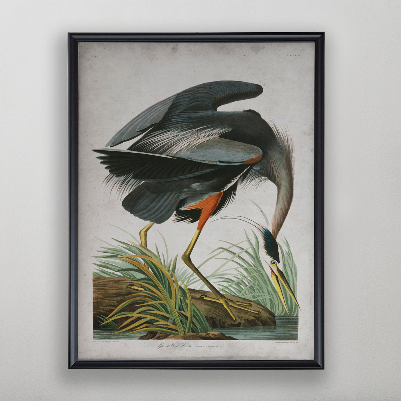 Vintage Great Blue Heron Audubon Print, Antique Bird Wall Art