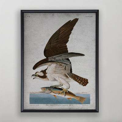 Vintage Osprey Audubon Print, Antique Bird Wall Art