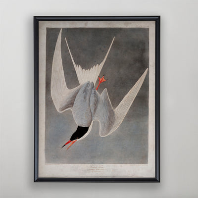 Vintage Great Tern Audubon Print, Antique Bird Wall Art