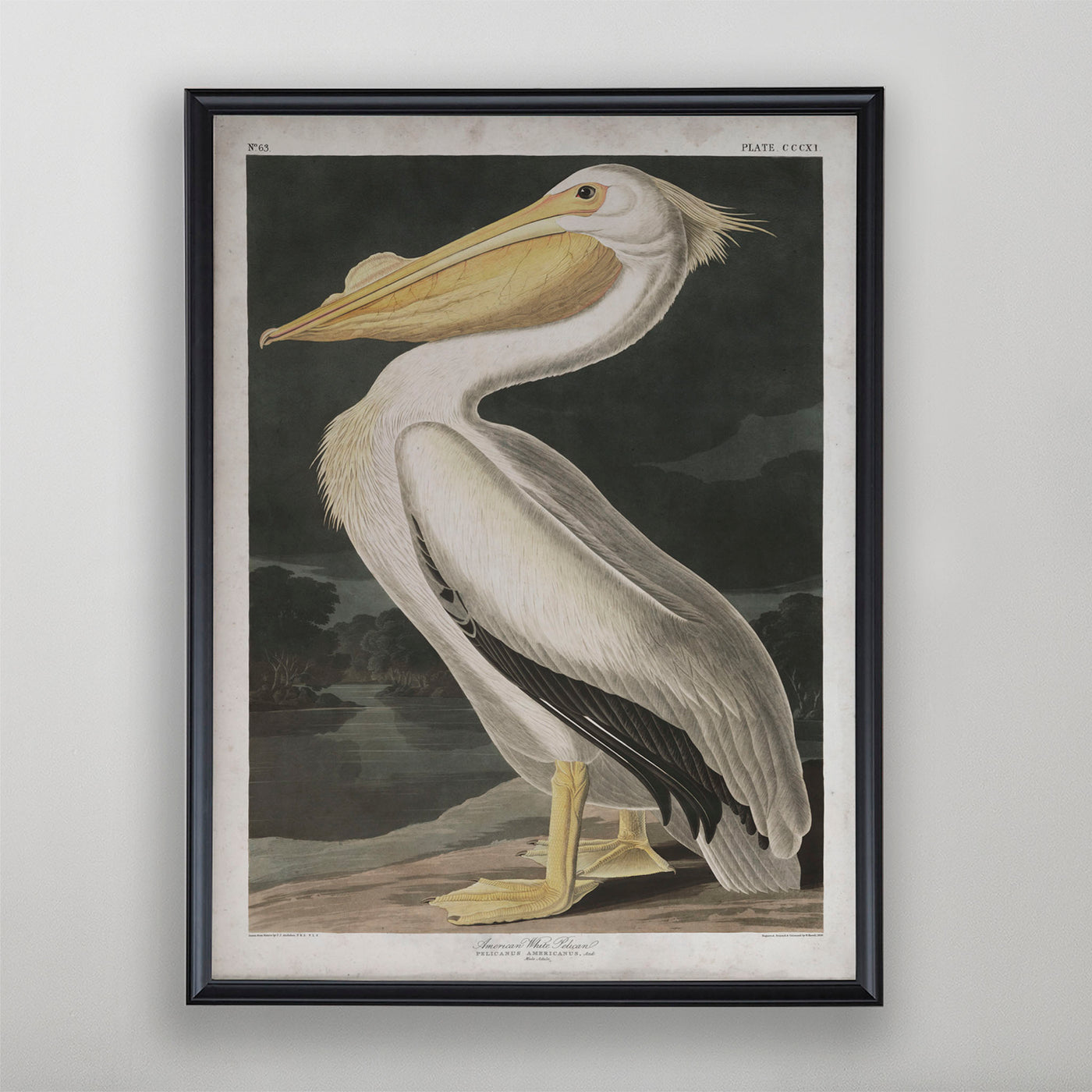 Vintage American White Pelican Audubon Print, Antique Bird Wall Art