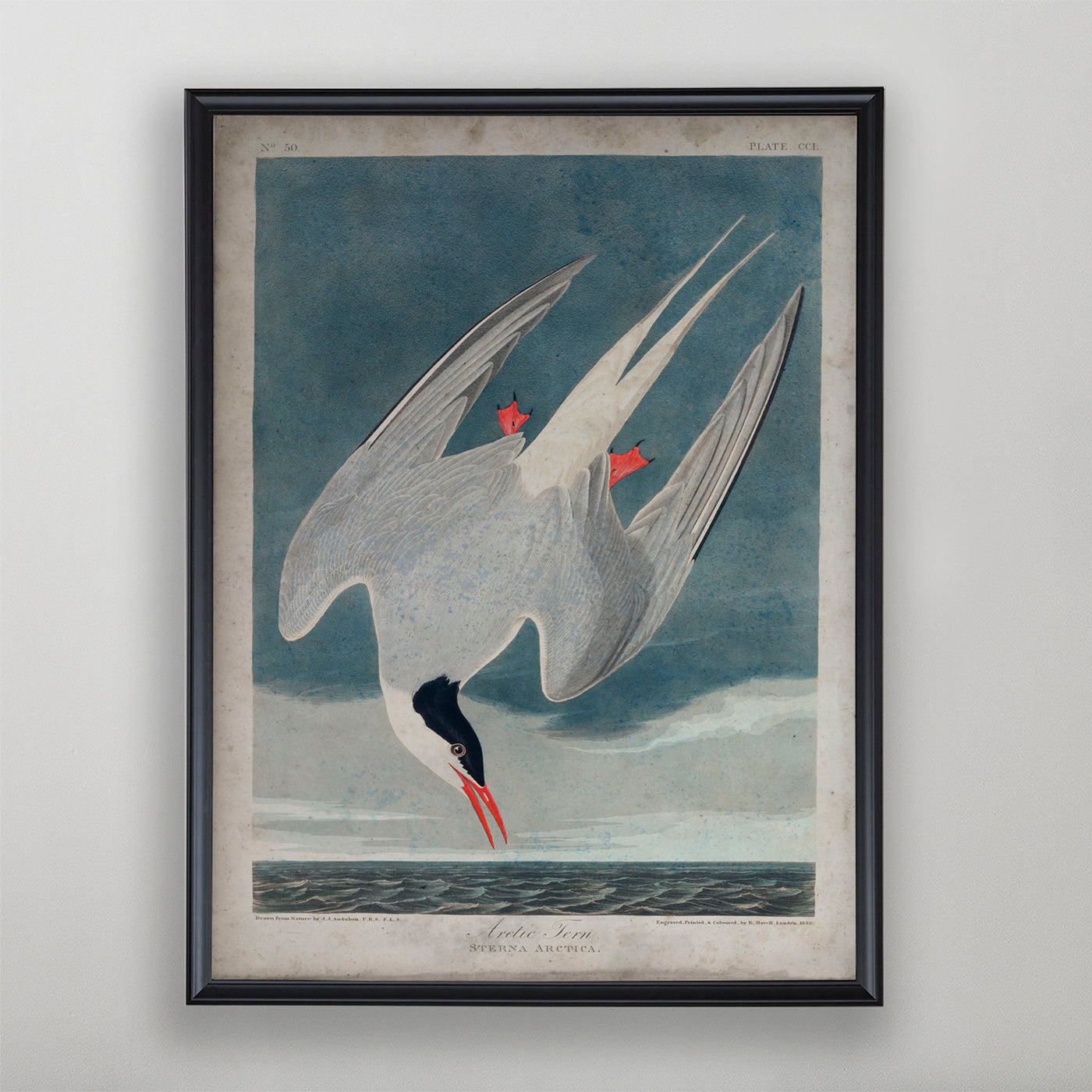 Vintage Arctic Tern Audubon Print, Antique Bird Wall Art