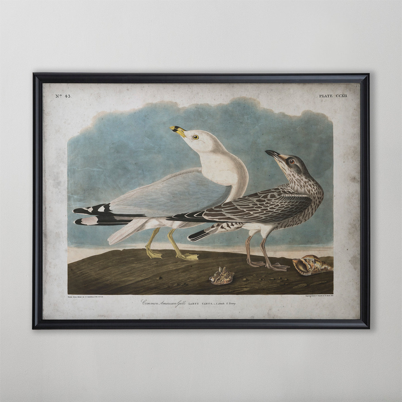 Vintage Common Gull Audubon Print, Antique Bird Wall Art