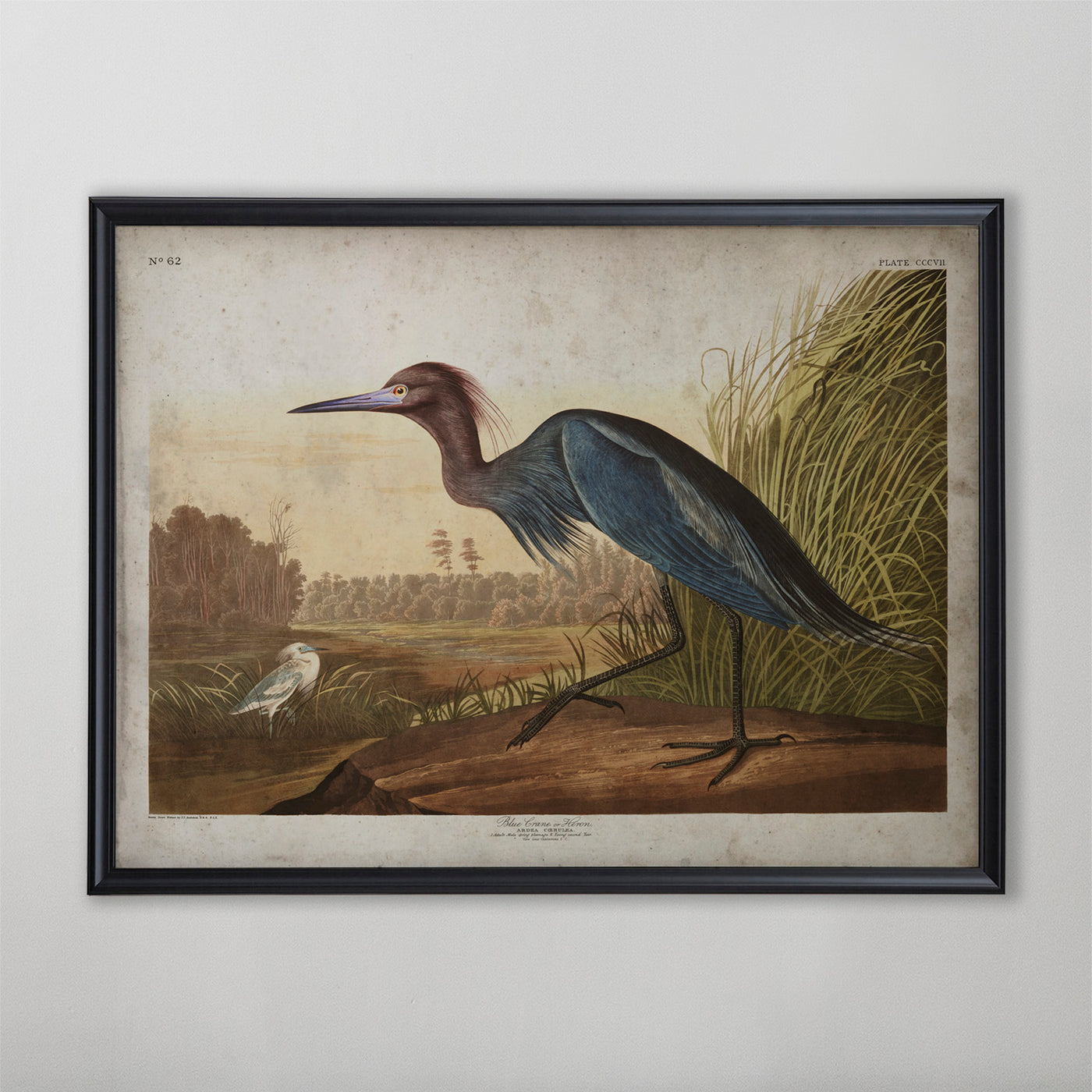 Vintage Blue Crane Audubon Print, Antique Bird Wall Art