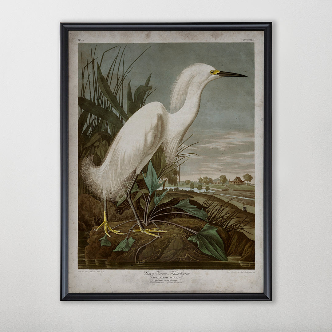 Vintage Snowy Heron Audubon Print, Antique Bird Wall Art