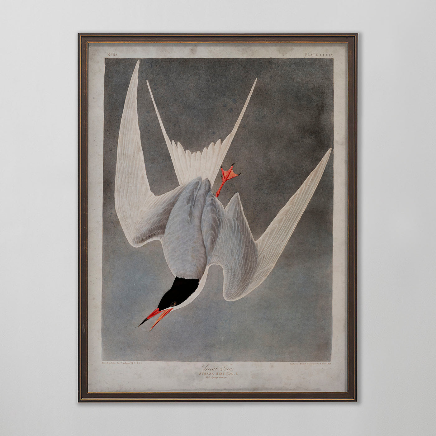 Vintage Great Tern Audubon Print, Antique Bird Wall Art