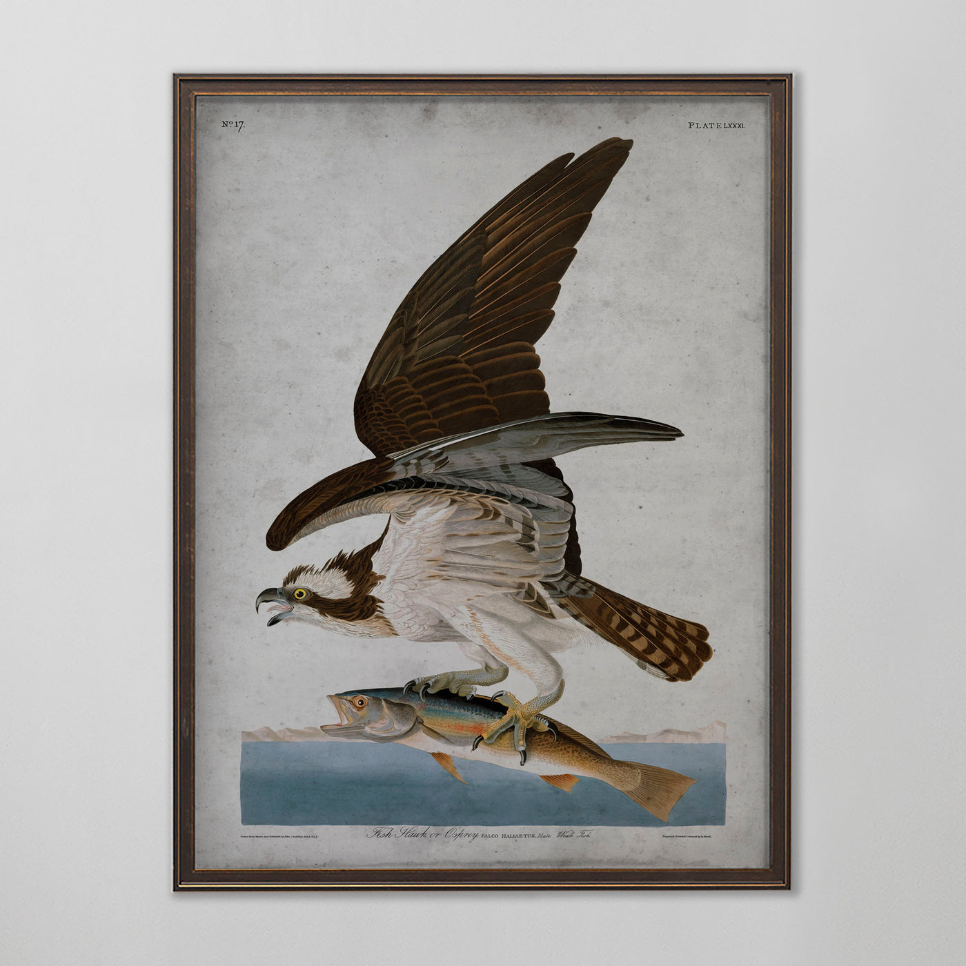 Vintage Osprey Audubon Print, Antique Bird Wall Art