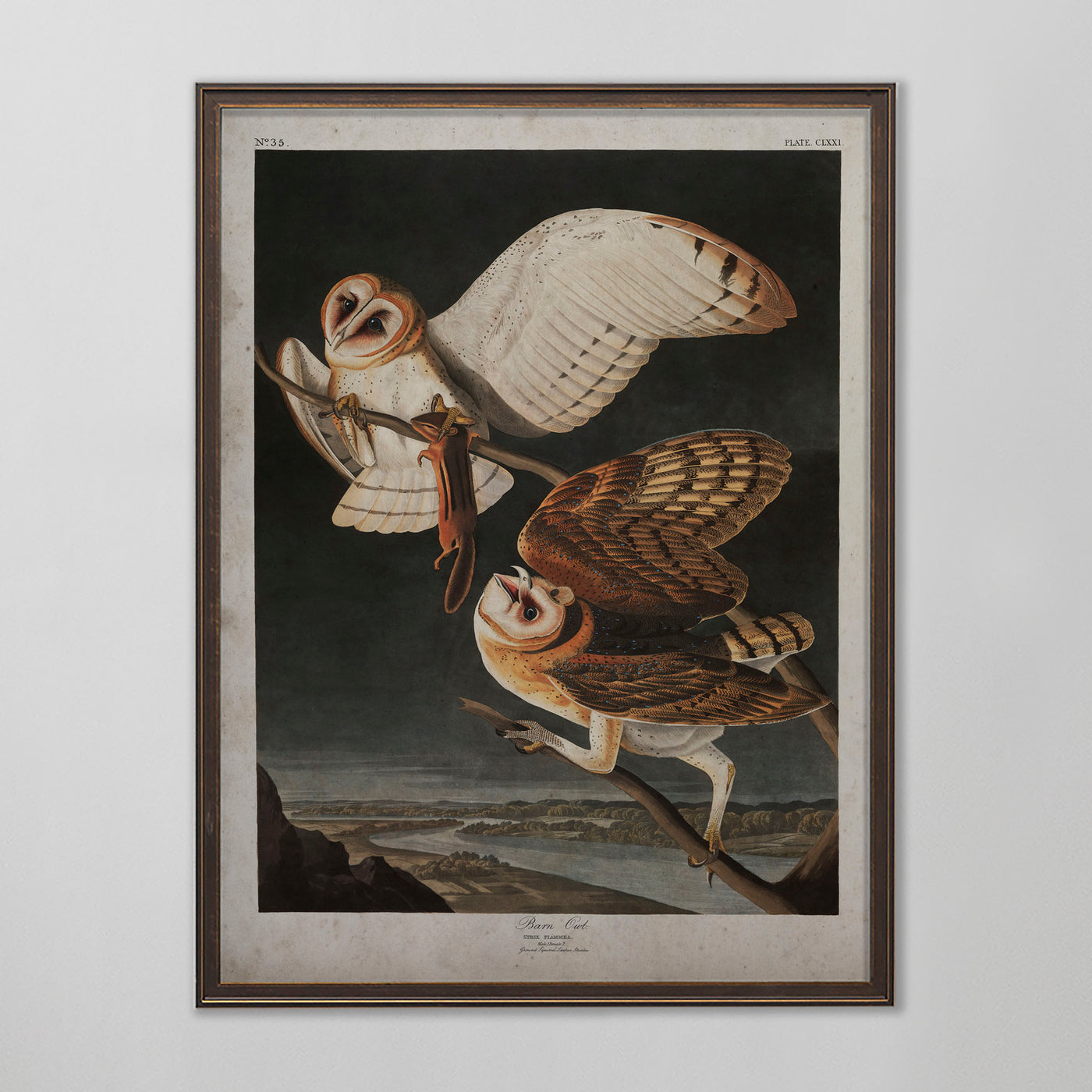 Vintage Barn Owl Audubon Print, Antique Bird Wall Art