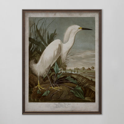 Vintage Snowy Heron Audubon Print, Antique Bird Wall Art