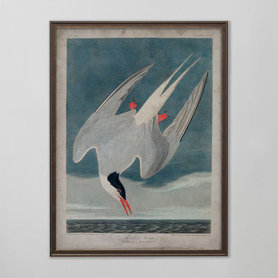 Vintage Arctic Tern Audubon Print, Antique Bird Wall Art