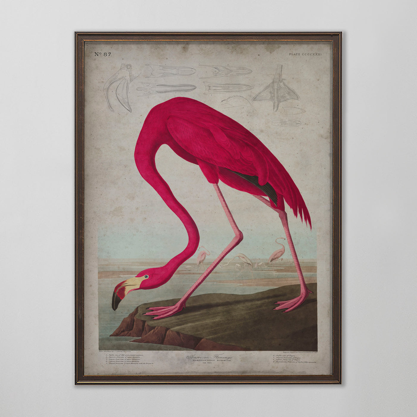 Vintage American Flamingo Audubon Print, Antique Bird Wall Art