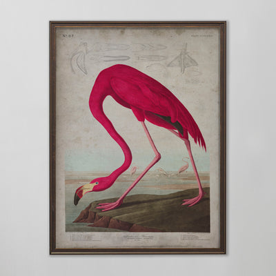 Vintage American Flamingo Audubon Print, Antique Bird Wall Art