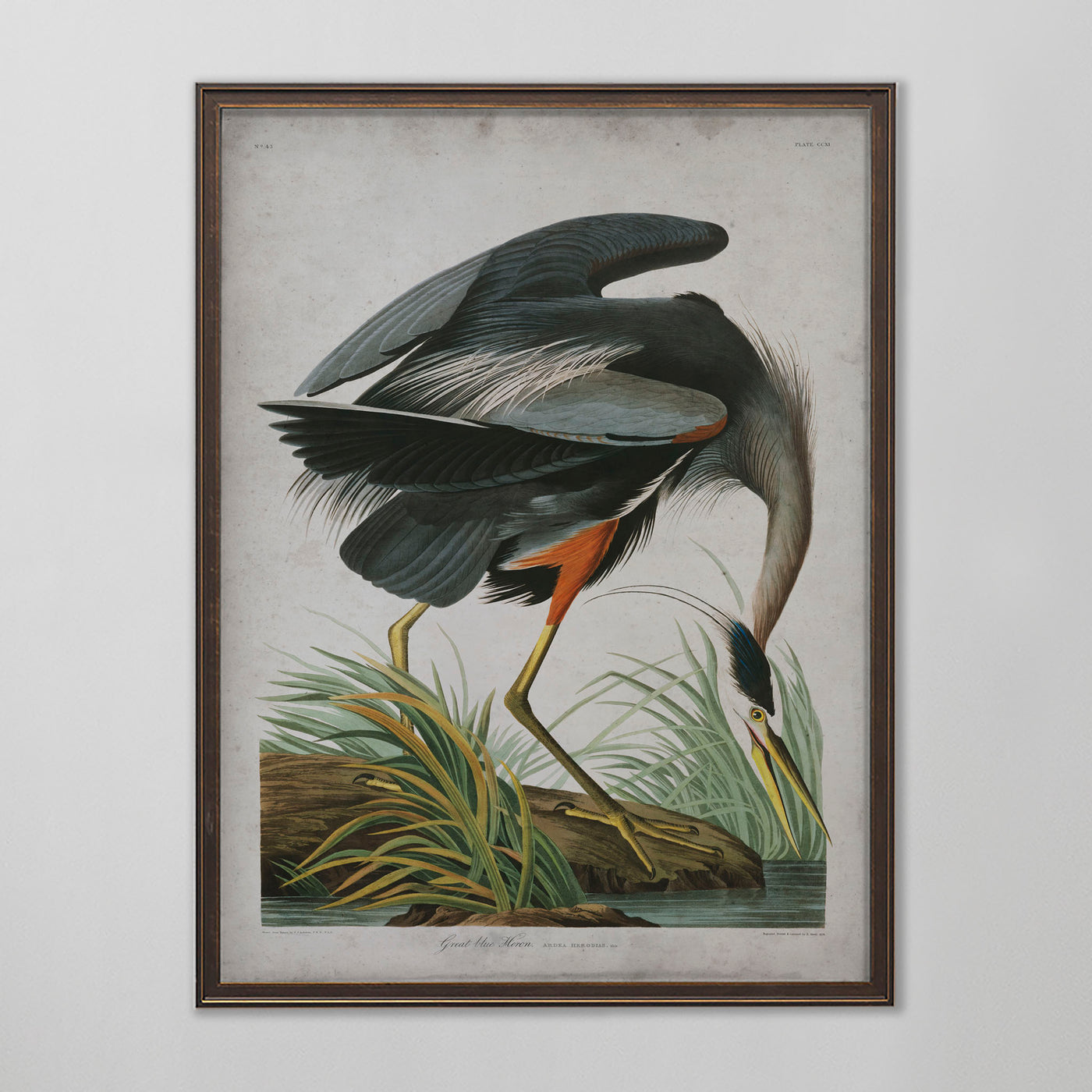 Vintage Great Blue Heron Audubon Print, Antique Bird Wall Art