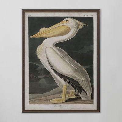 Vintage American White Pelican Audubon Print, Antique Bird Wall Art