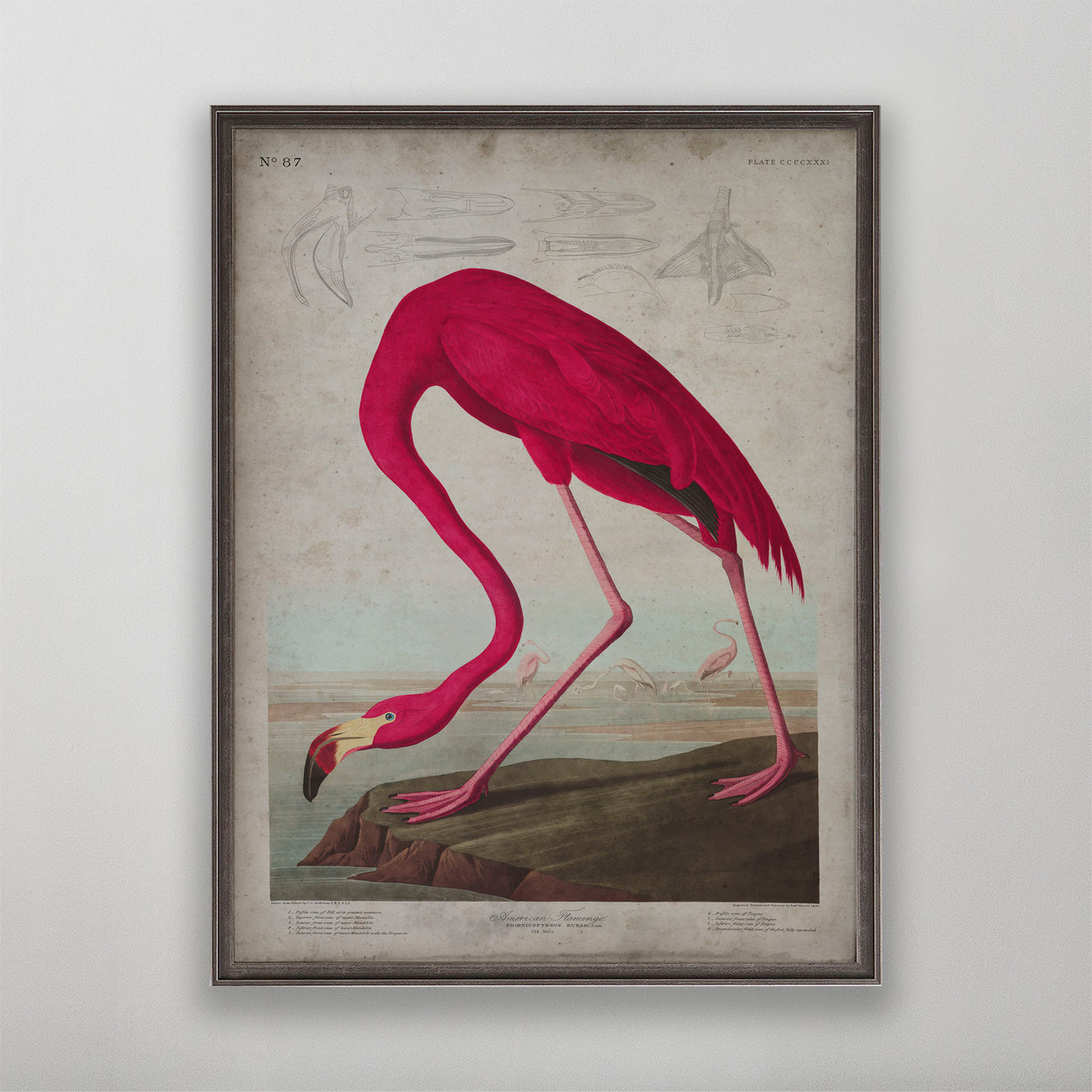 Vintage American Flamingo Audubon Print, Antique Bird Wall Art