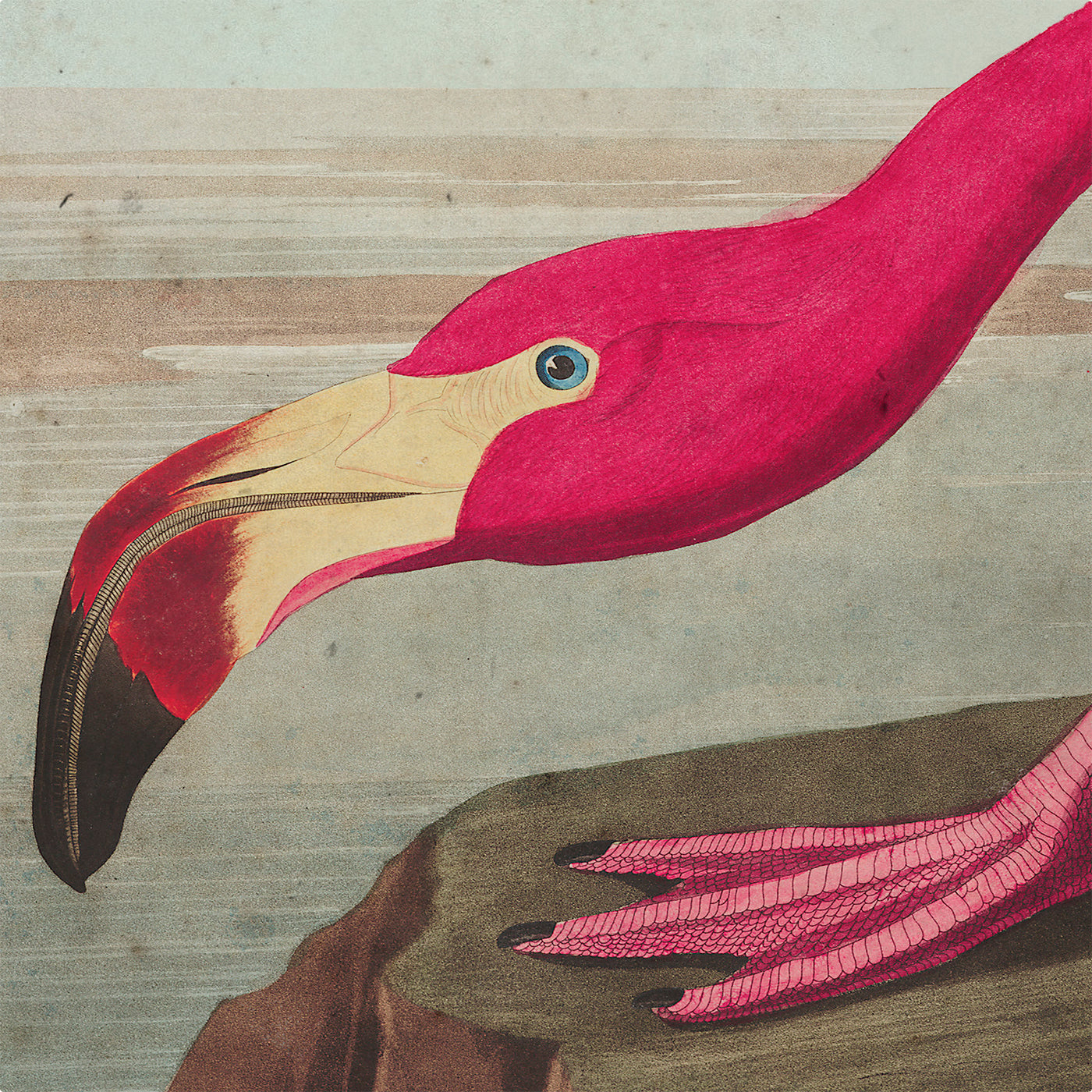 Vintage American Flamingo Audubon Print, Antique Bird Wall Art