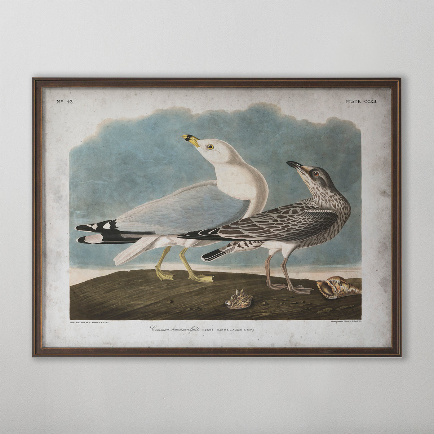 Vintage Common Gull Audubon Print, Antique Bird Wall Art