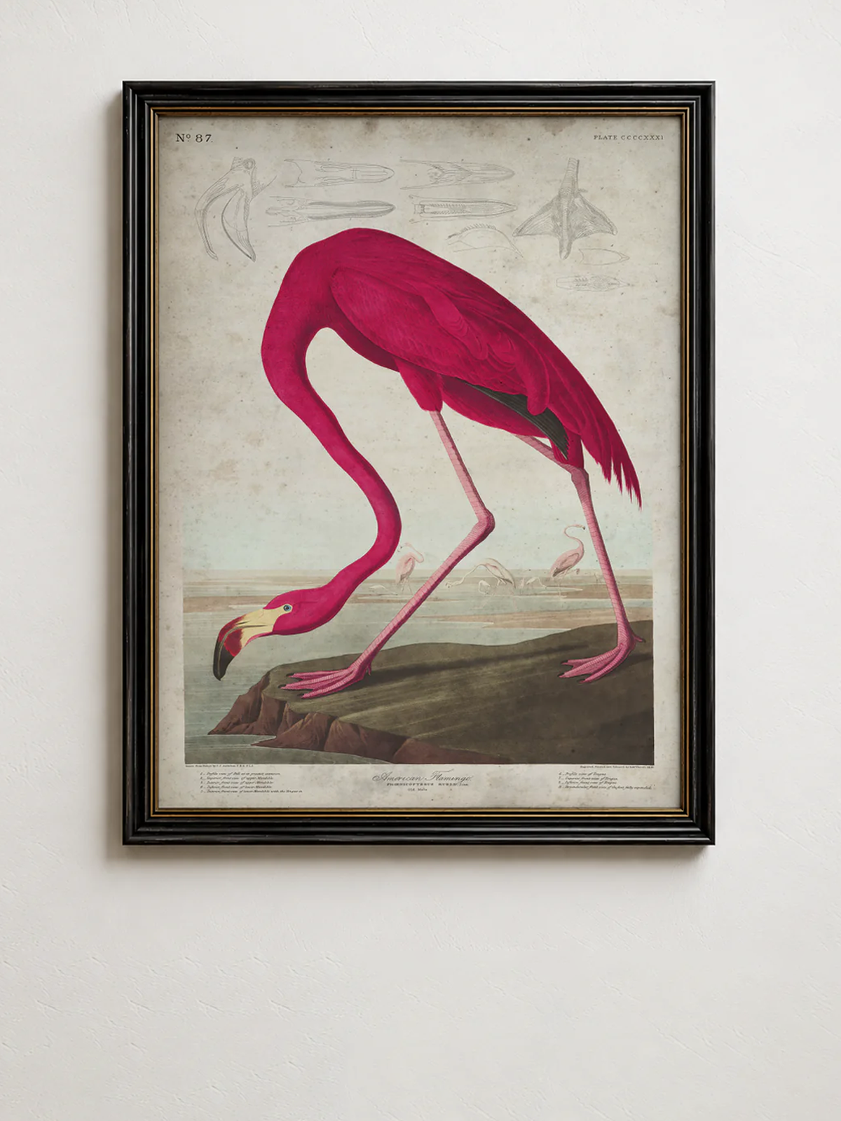Audubon Birds of America collection cover
